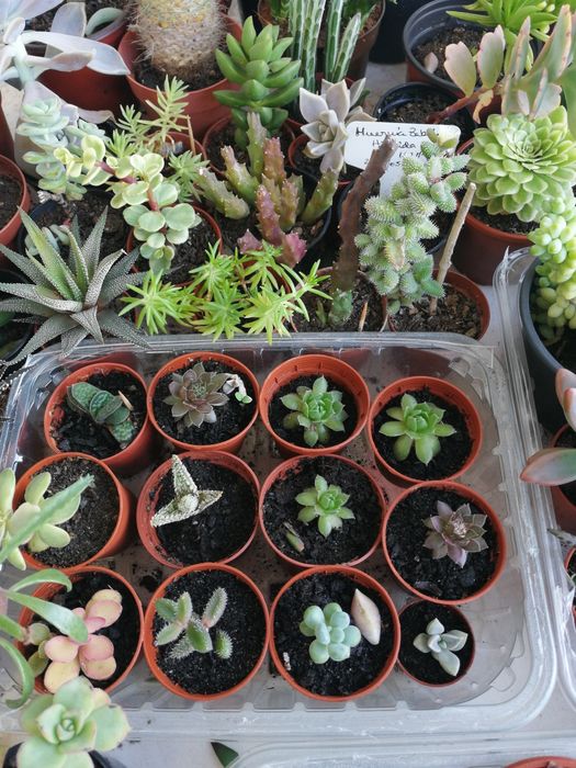 Succulents, small pots. Starting at €0.85 each. I have quantity and variety.64286587369857120