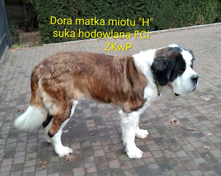 Bernardyn długowłosy szczenię FCI ZKwP