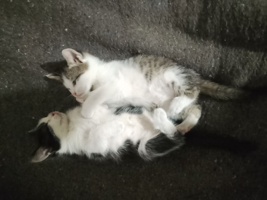 Отдам котят в добрые руки