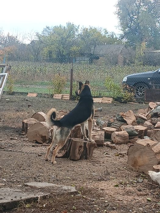 Віддам сторожову собаку