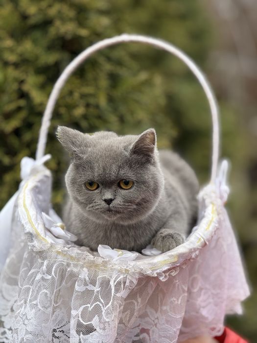 Шикарная кошечка в плюшевой шубке