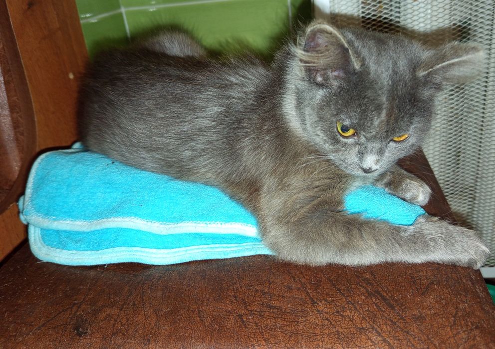 Дуже ніжна і розумна дівчинка в добрі руки.