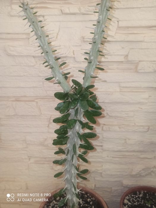 Аллюодия procera