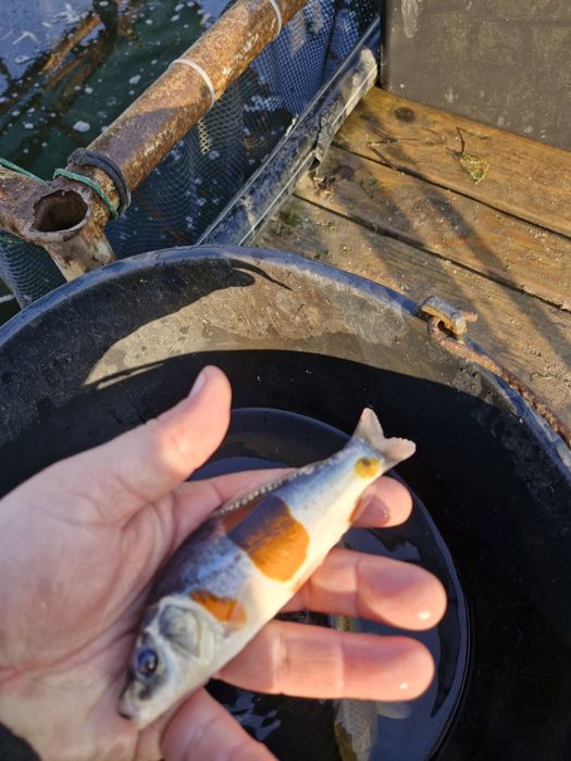 Narybek i kroczek amura