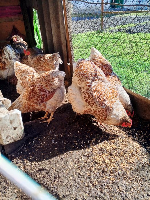 Яйця інкубаційні кури віандот біле золото