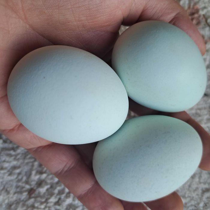 Jajka od kur blue shell