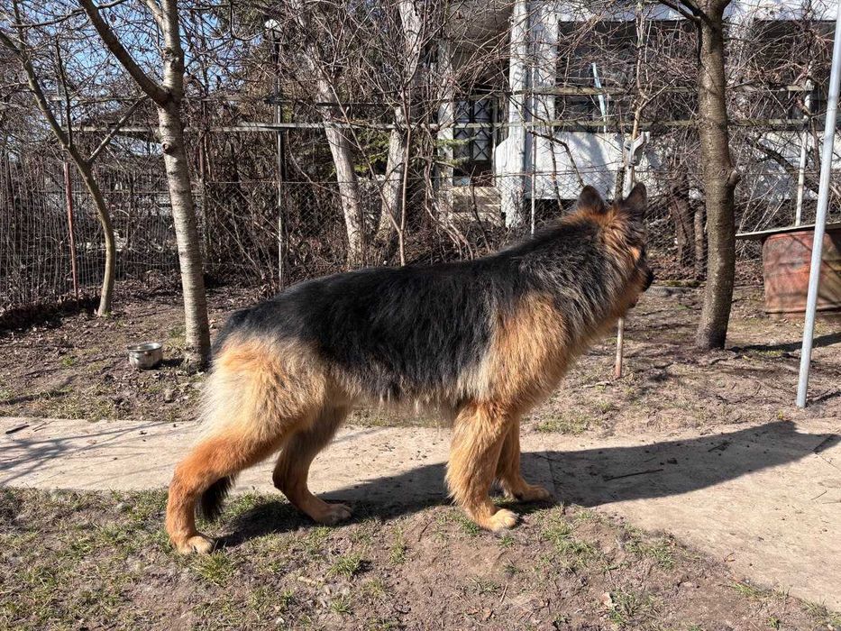 В'язка, кобель німецької вівчарки
