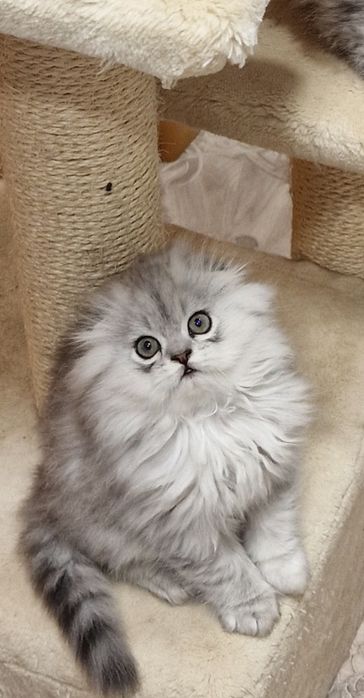 Мальчик вислоушка персидская серебристая шиншила