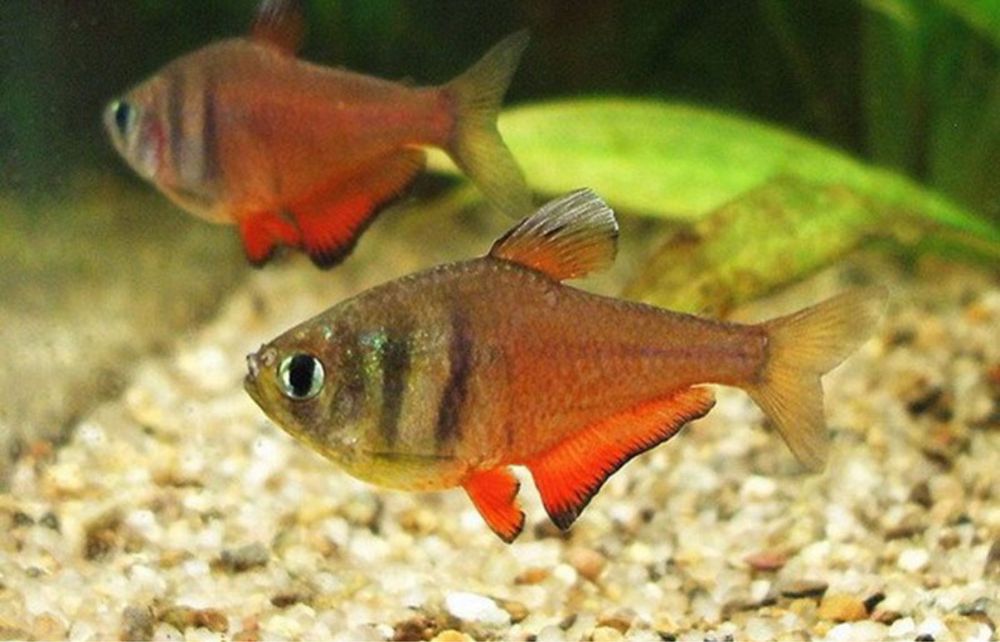 Tetra flammeus ideal aquario comunitario