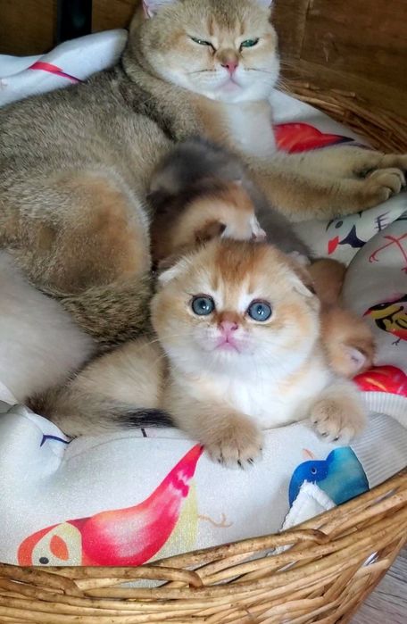 Ручные малыши, котятки золотая шиншилла.