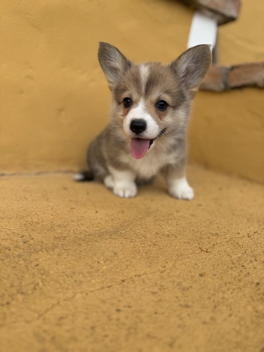 Corgi pembroke maravilha
