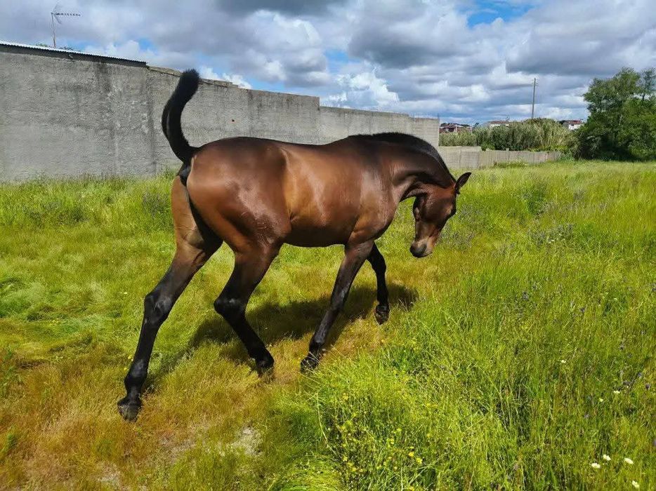 Poldro PSL , filho do Gladiador do lis