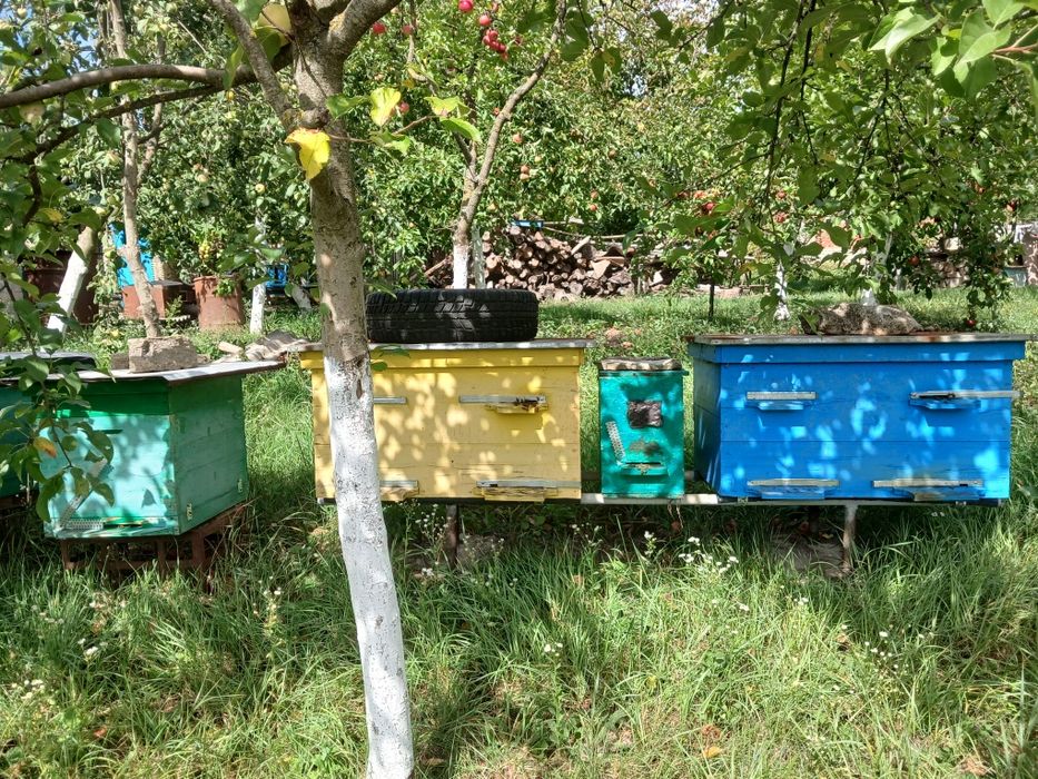 Продам Вулики з бджолами