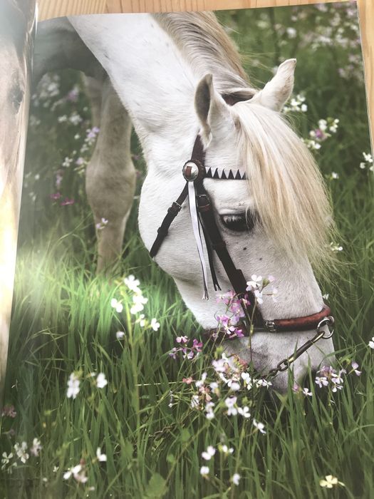 Книга Лошади Коні колекція малюнків і фотографій