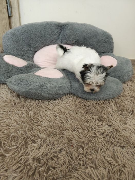 Yorkshire terrier biewer piesek