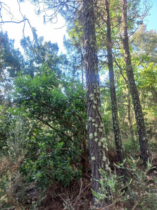 Vendo mata ou os pinheiros