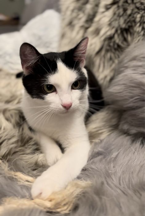 Cudowna kotka Gwiazdka szuka domku