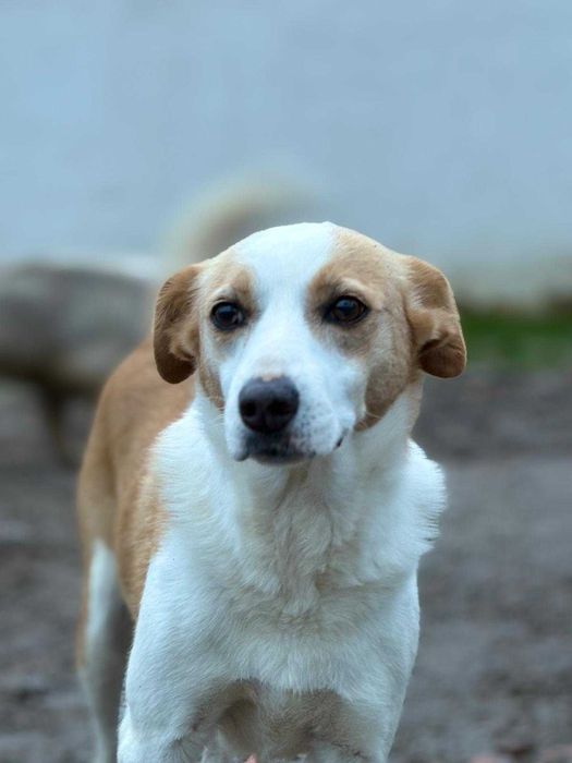 Cadela para adoçao (Princesa )