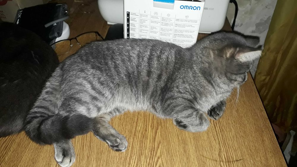 Отдам домашнего кота