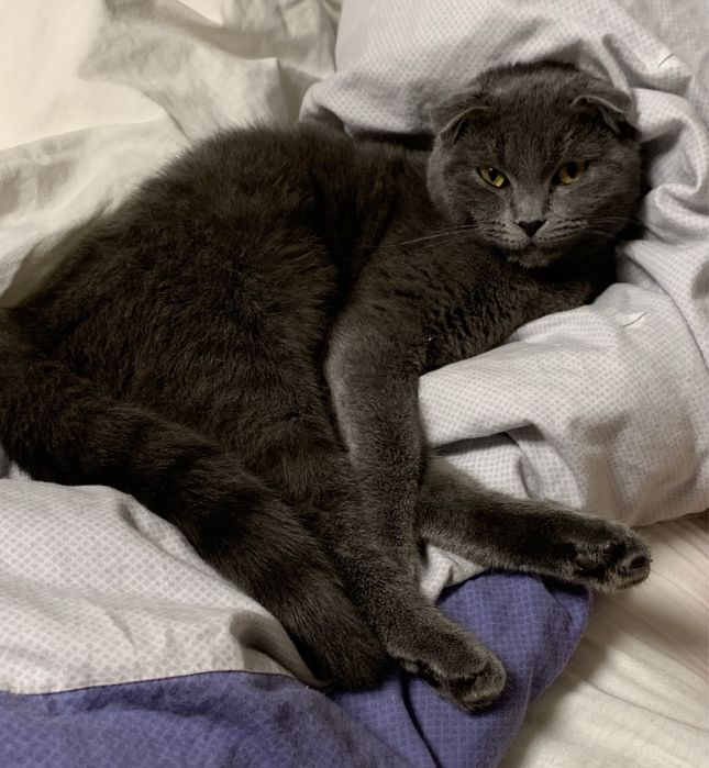 Кошеня метис шотланської короткошерсної/висловухої