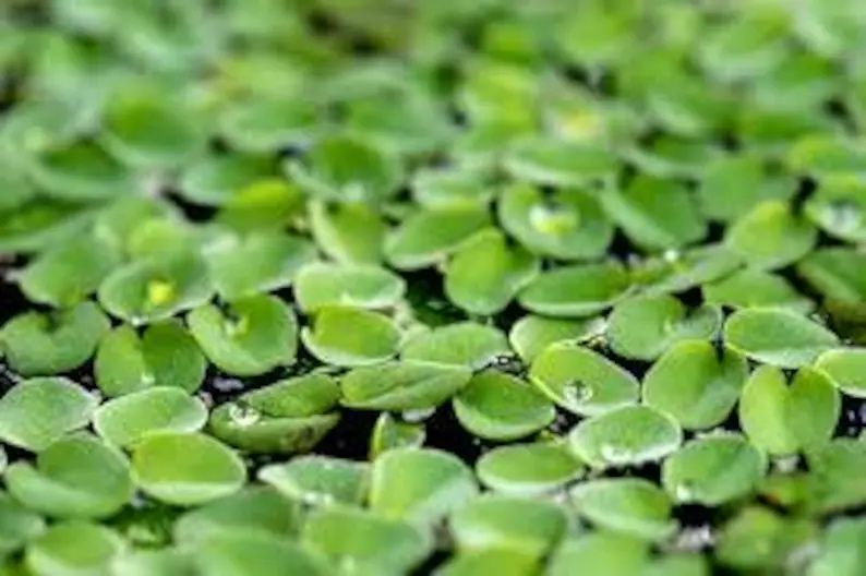 Lentilha d’Água - Ervilha d’Água