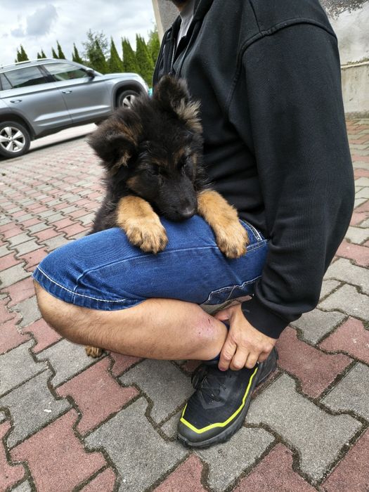 Szczeniak owczarek niemiecki długowłosy gotowy do odbioru