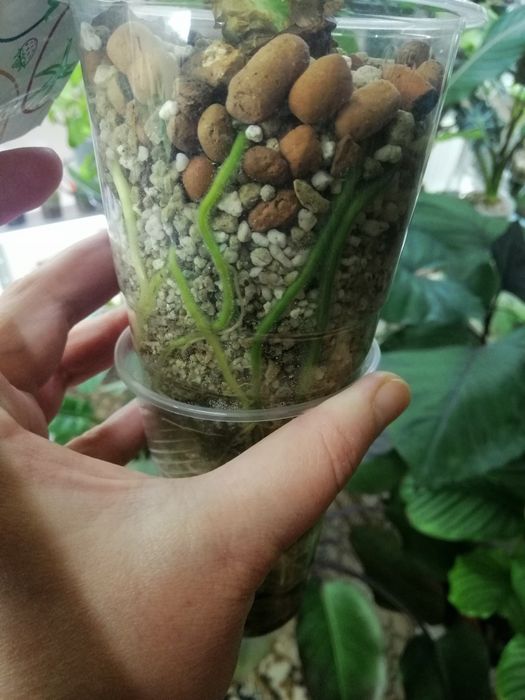 Алоказия гагеана голд