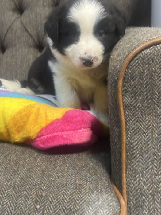 Border collie piesek