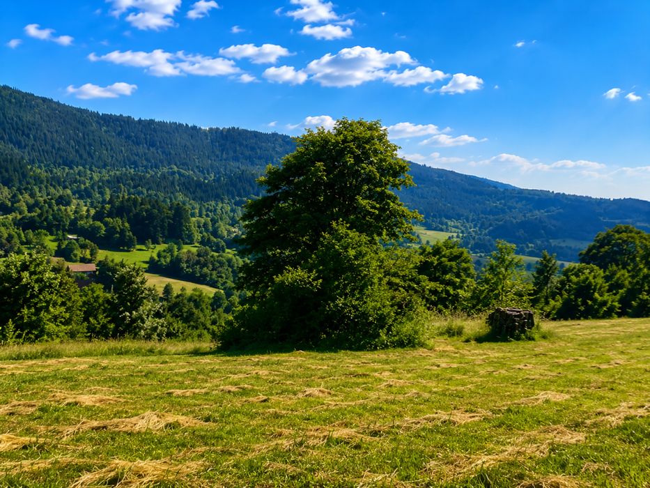 Kompleks działek 2,6 ha – południowy stok, panorama Tatr – Tenczyn