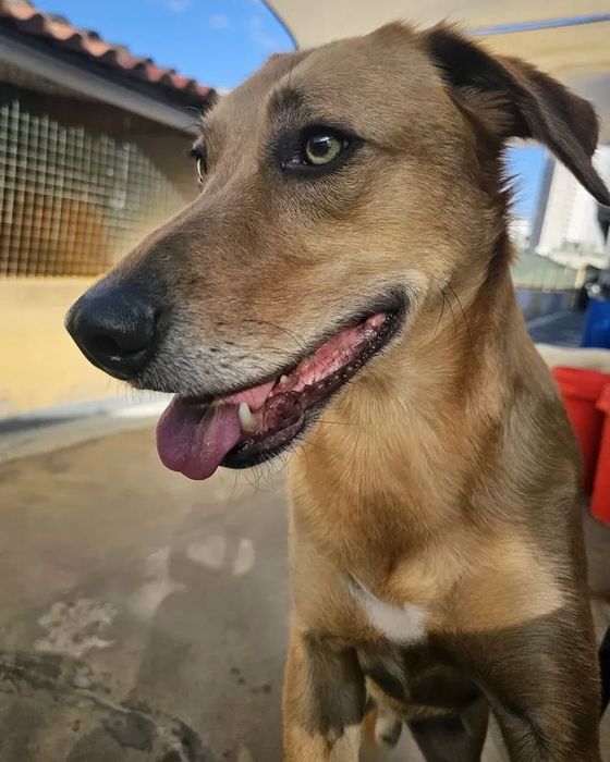 Adoção de cães -Focinhos & Bigodes Associação SFL.s