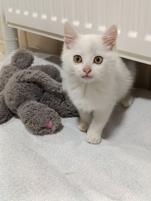 Котик ,месяцев 2 - 2.5  . Готов стать Вам другом .  Очень ласковый.