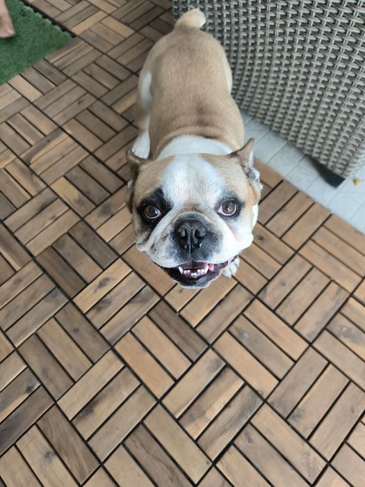 Doação de Bulldog francês Mafra • OLX.pt
