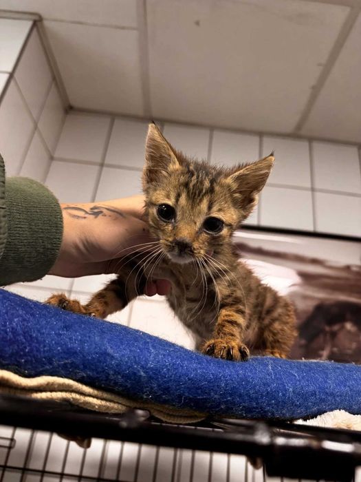 Karolek - kocię ur. 07.2025; lubi spać, jeść i się bawić