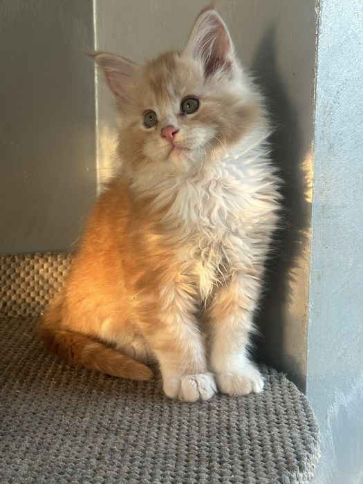 Мейнкун 1,5 мес мальчик
