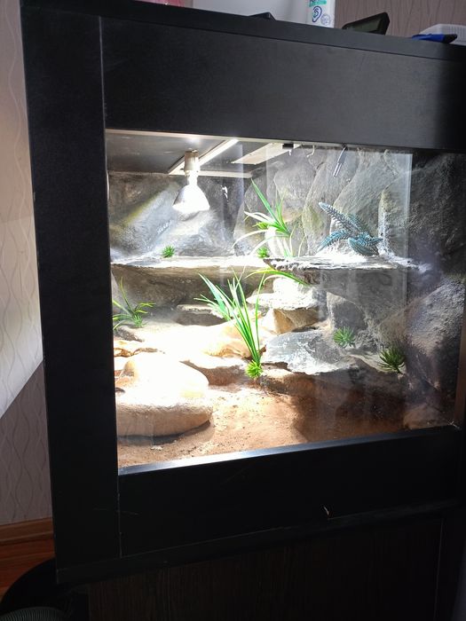 Agama  z terrarium 120x60x60