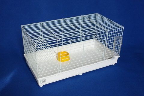 KIT completo coelhos anões mini holandês e minitoy super fofos