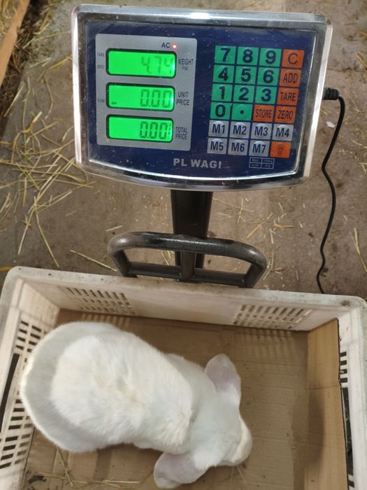 Baran francuski samce