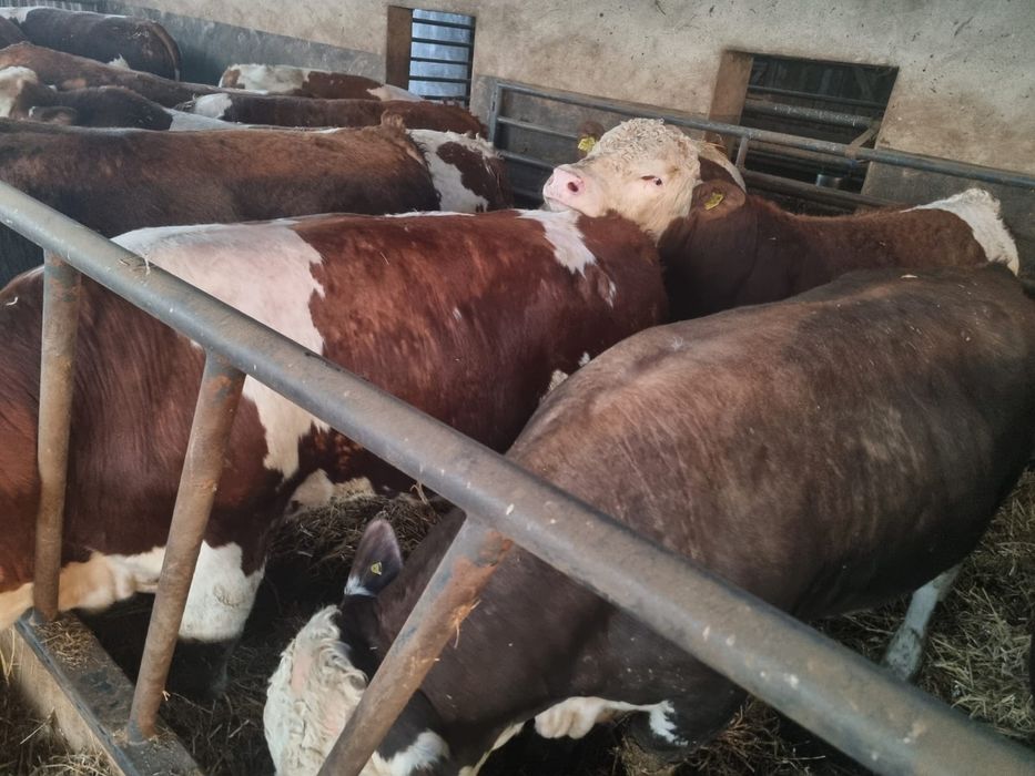 Bydło Byki MM Rzeźne