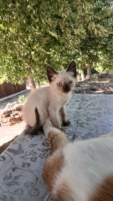 Gatinhas para adoção