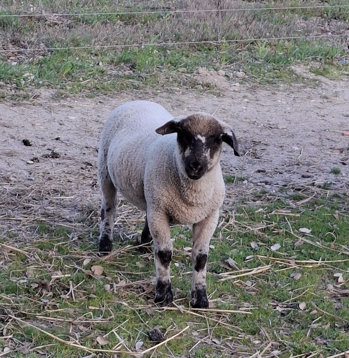 Suffolk 5 borregos e 4 borregas, cruzados