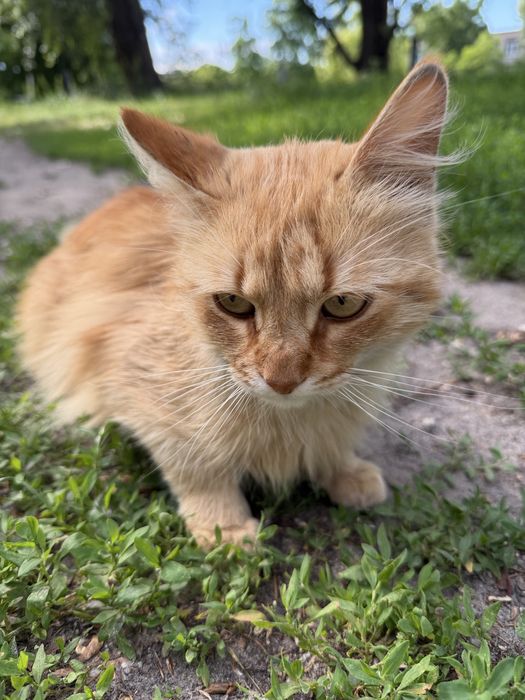 Рудий котик шукає родину