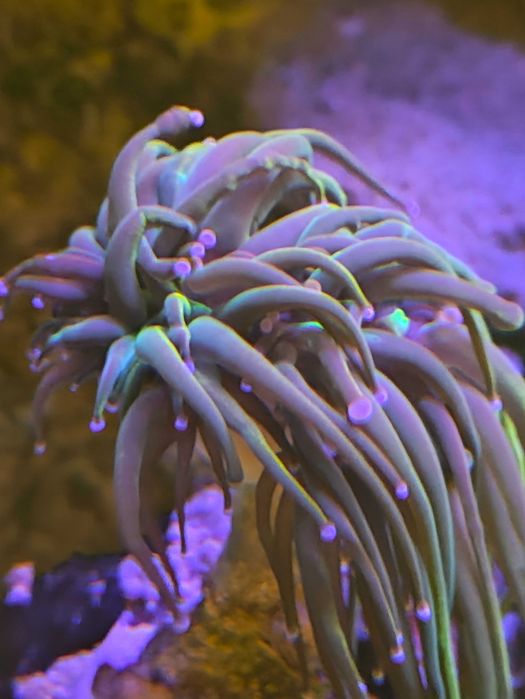 Lampa do akwarium morskiego