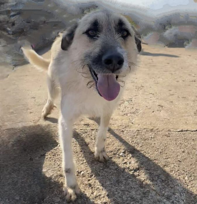 RAFI - 2 letni Super socjalny