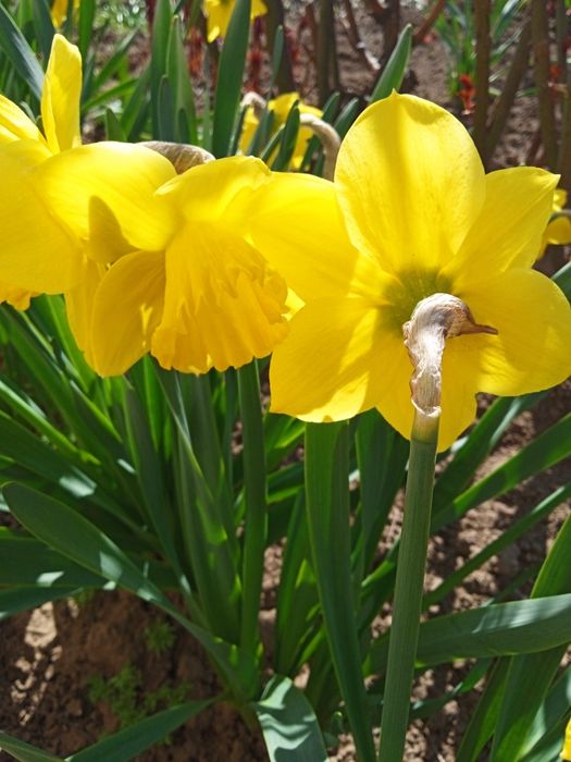 Чистець візантійський