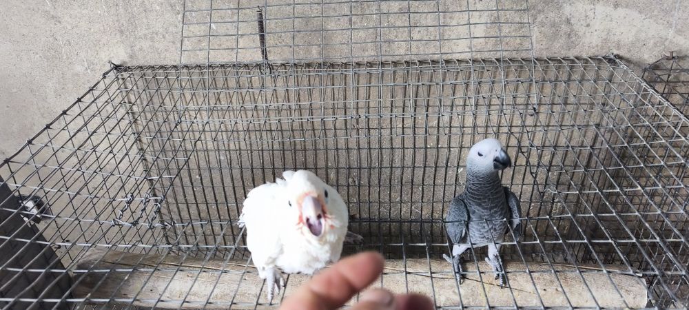 Cacatua goffini para acabar de criar a mão