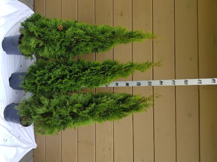 thuja tuja smaragd szmaragd 140 cm grunt