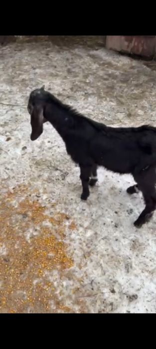 Продам  козенят % каморі