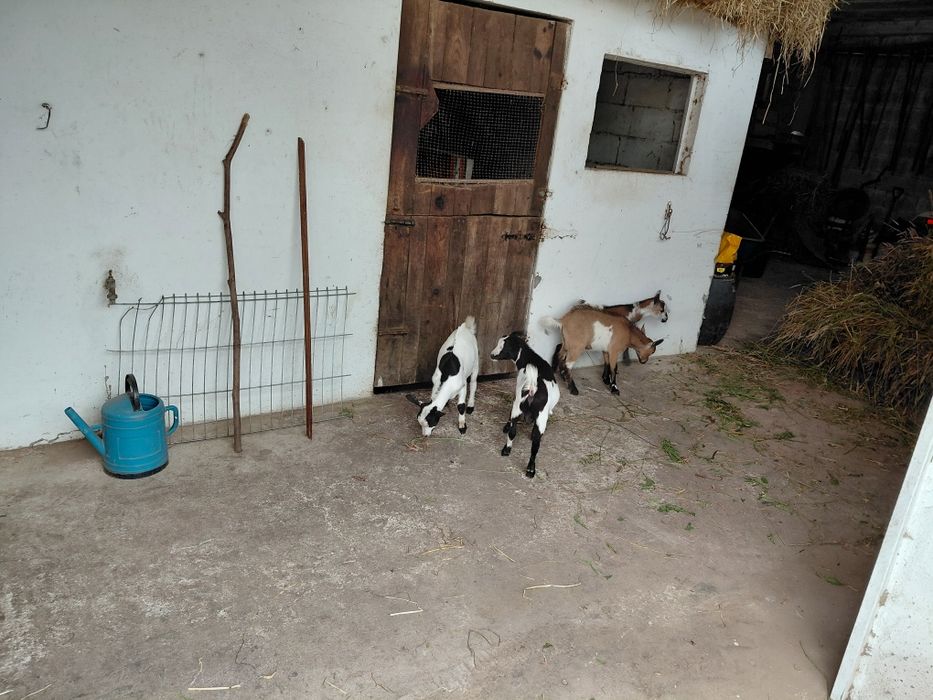 PROMOÇÃO de Cabras Anas