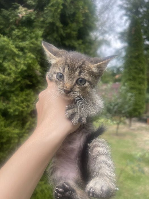 Кошенята , котики