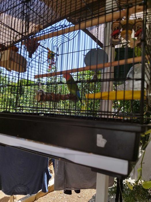 Pássaro Agaporni com gaiola e brinquedos